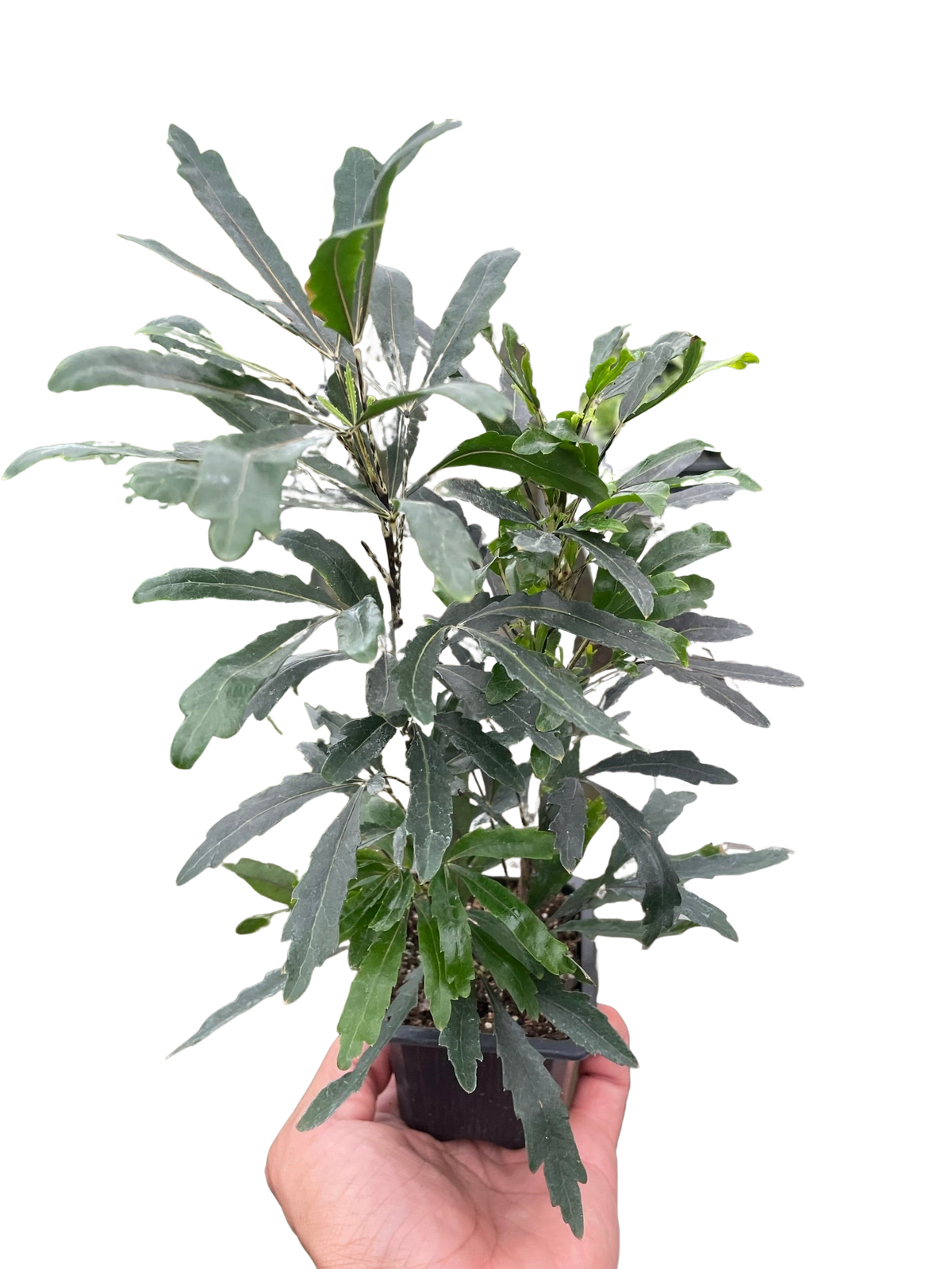False Aralia