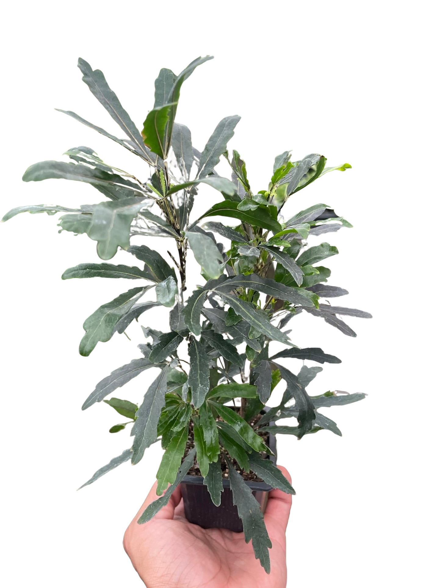 False Aralia