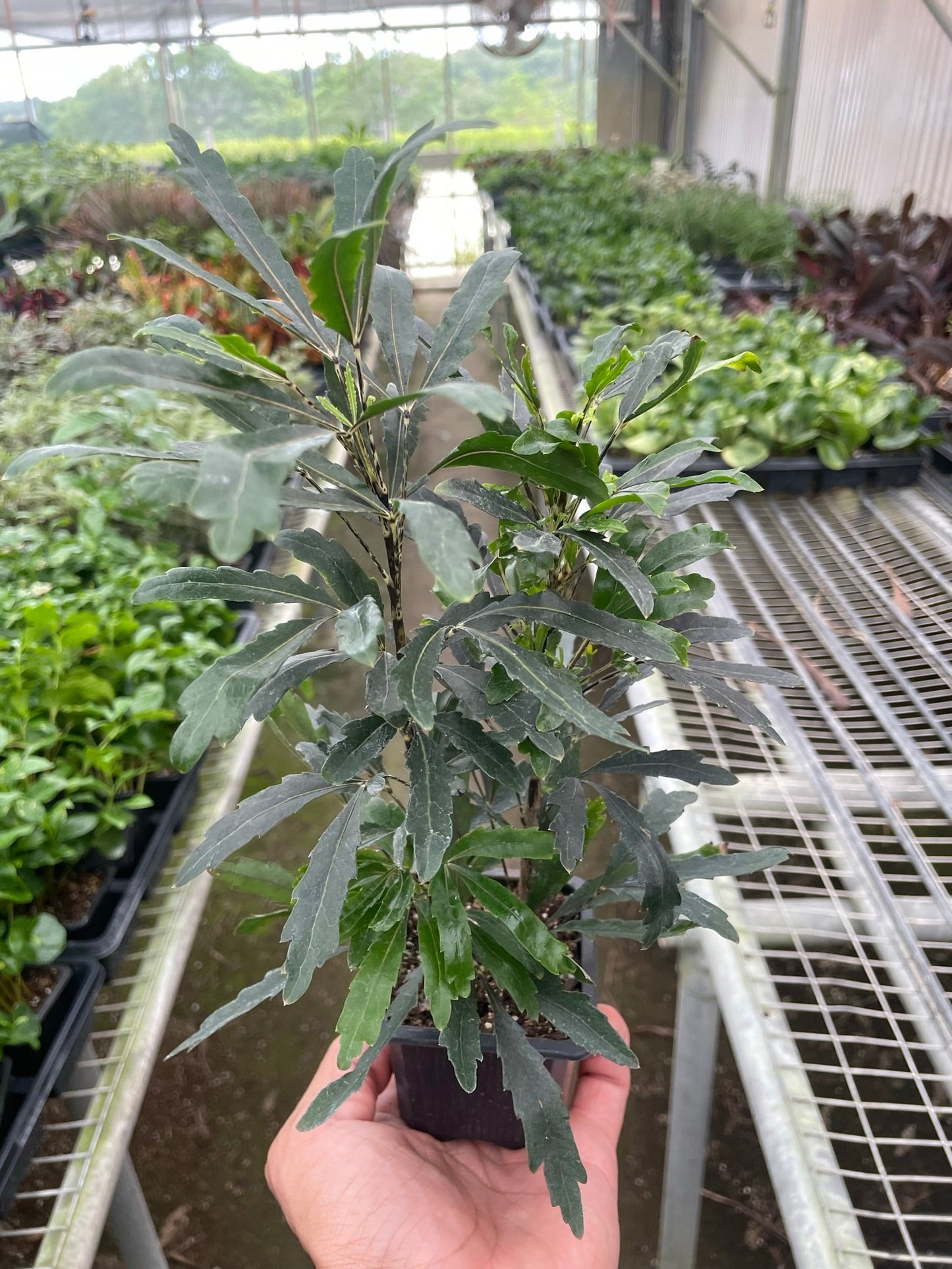 False Aralia