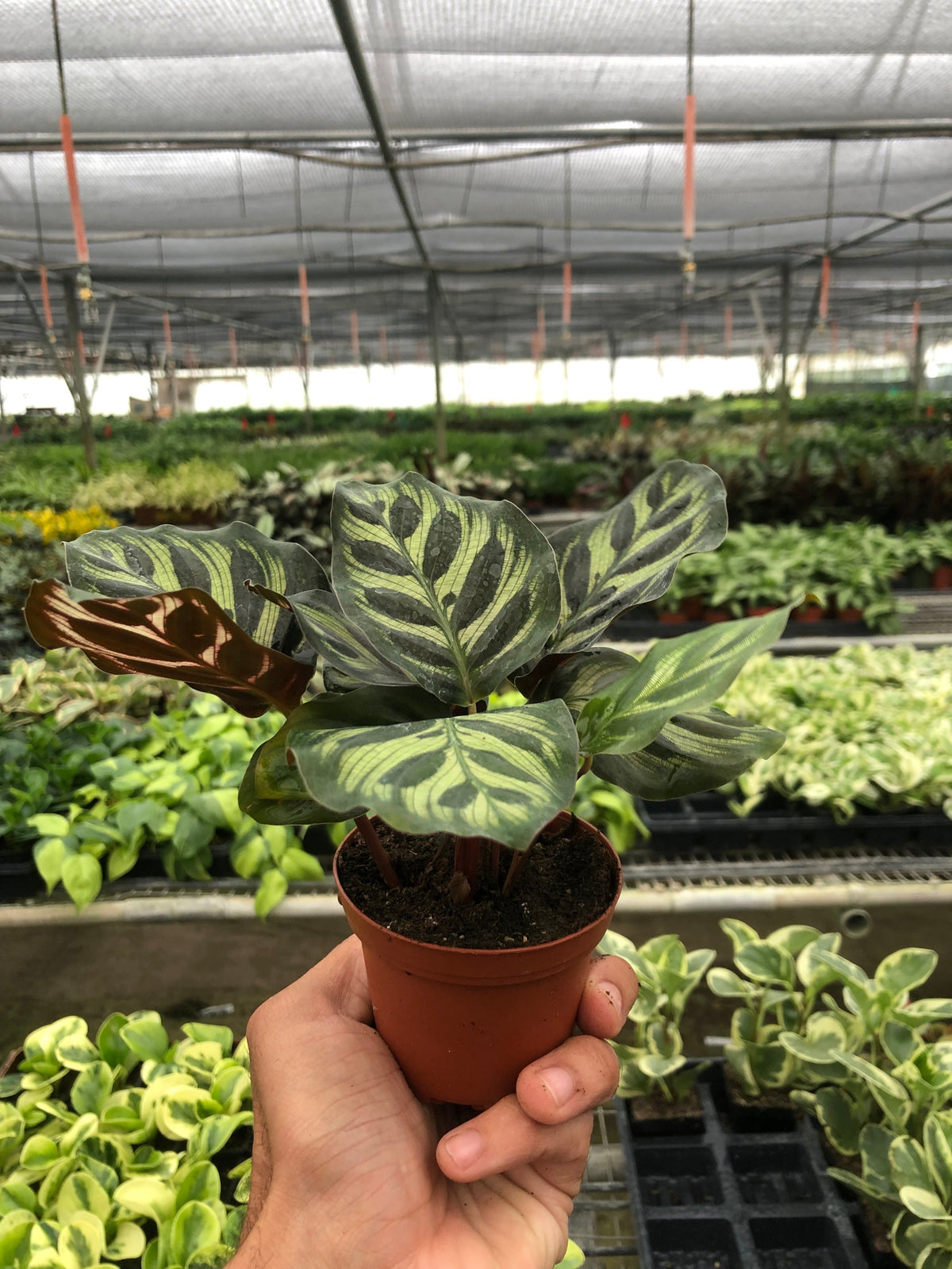 Peacock Plant