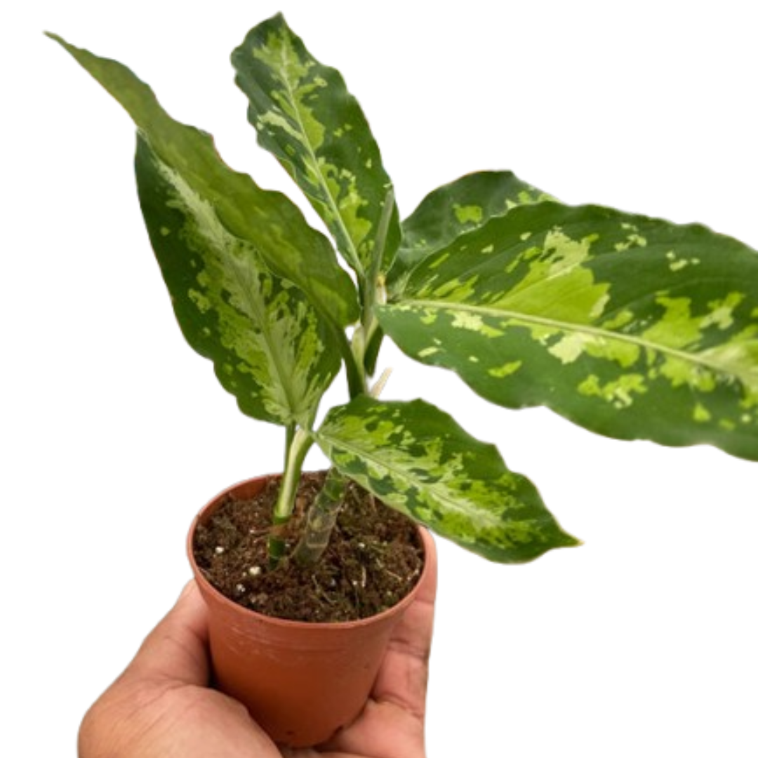 Indonesian Evergreen 'Tricolor'