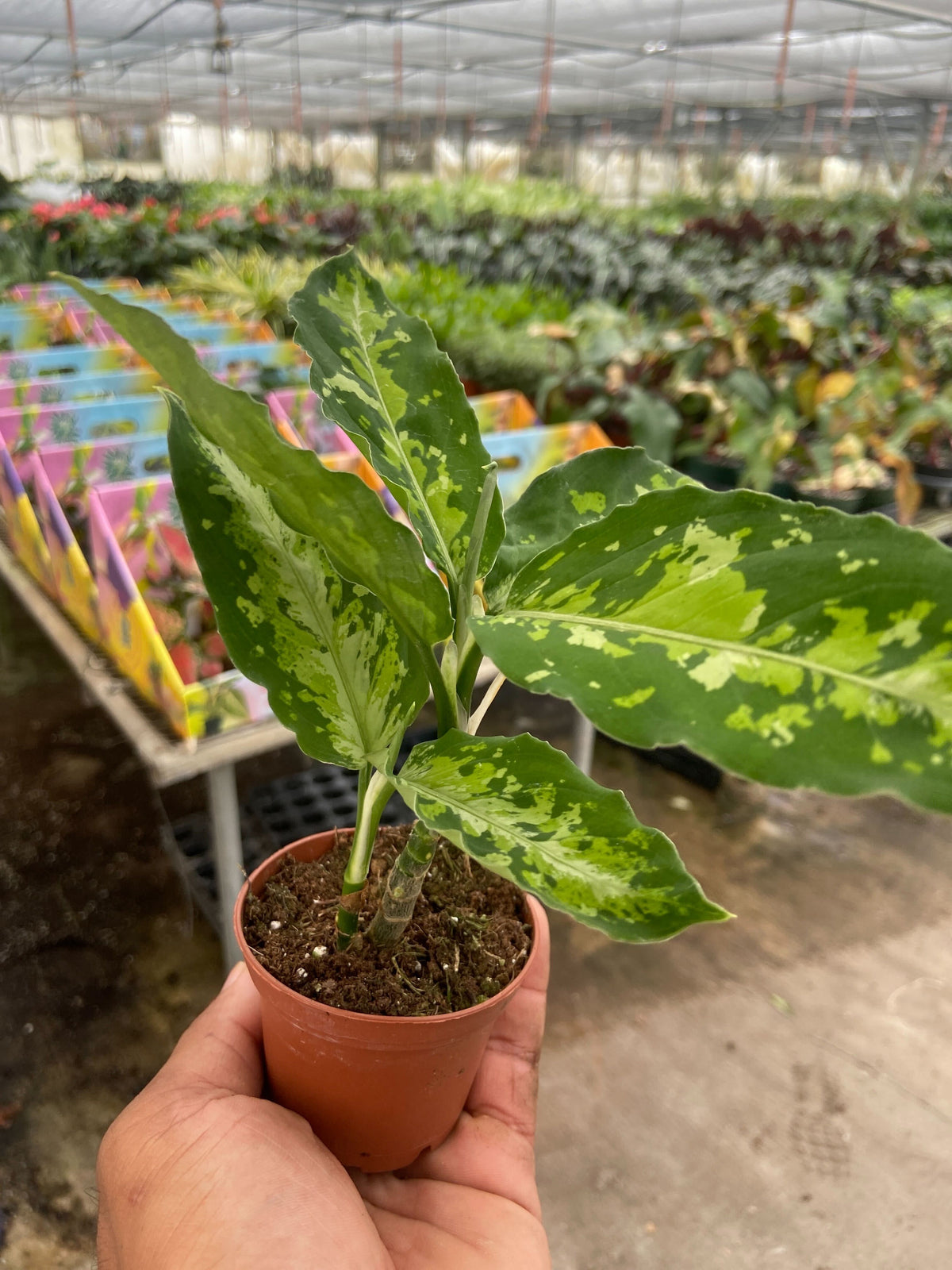Indonesian Evergreen 'Tricolor'