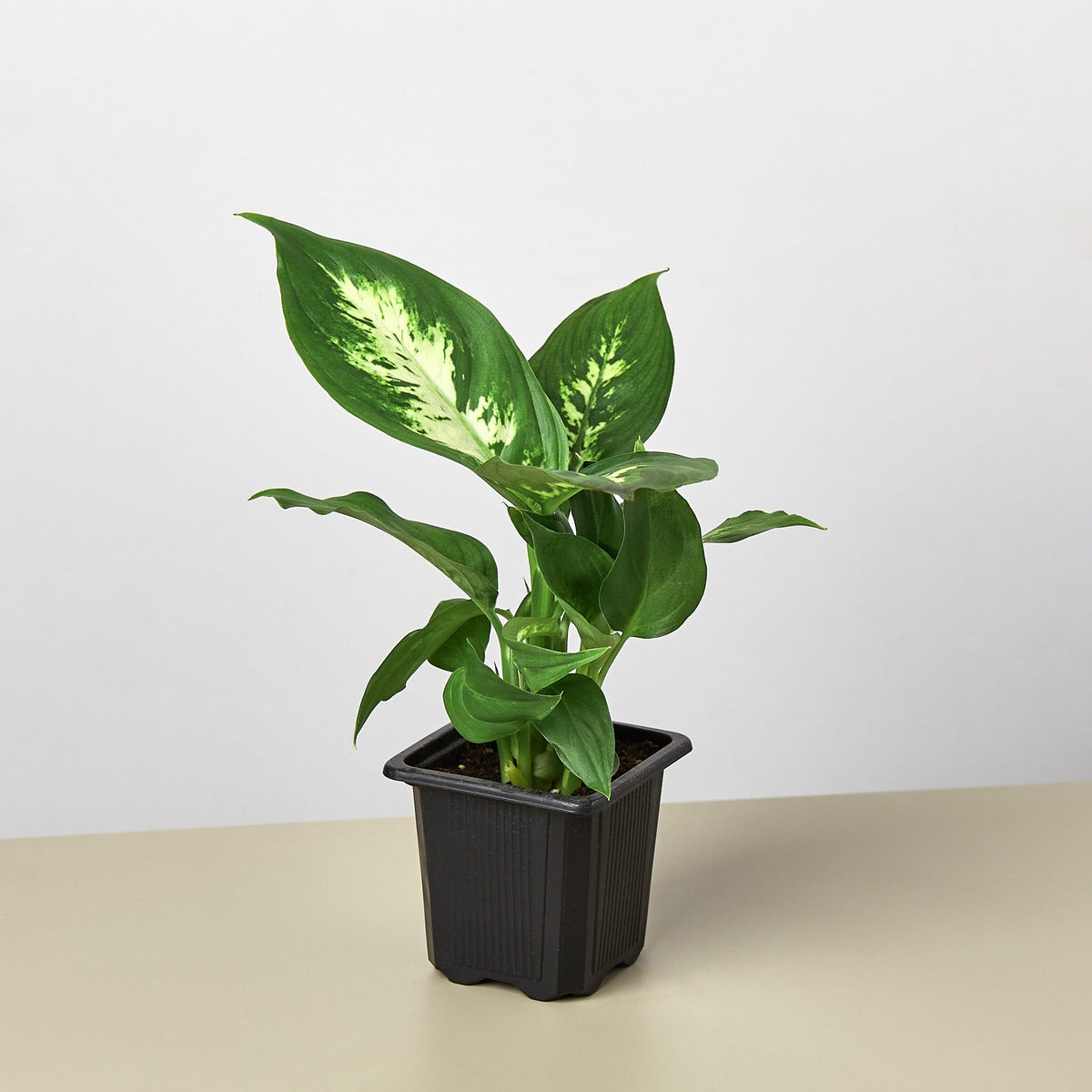 Dieffenbachia Camilla