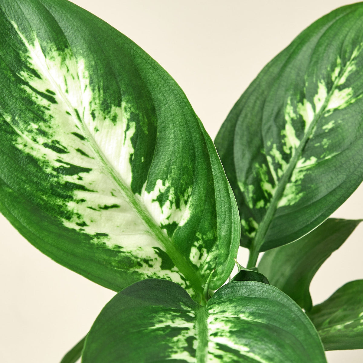 Dieffenbachia Camilla