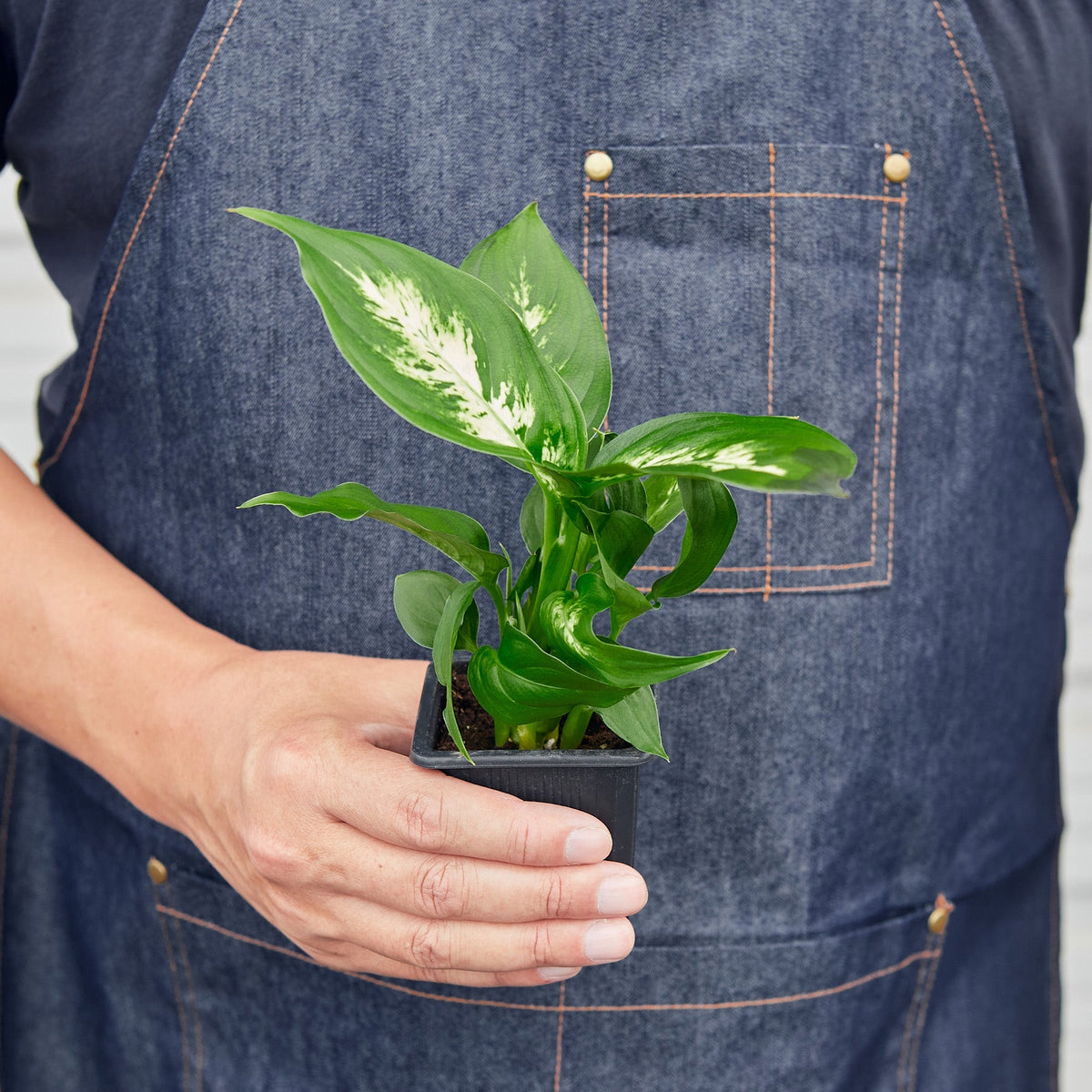 Dieffenbachia Camilla