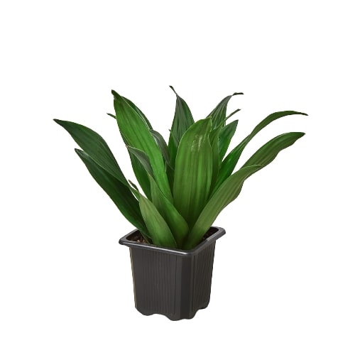 Compact Corn Plant