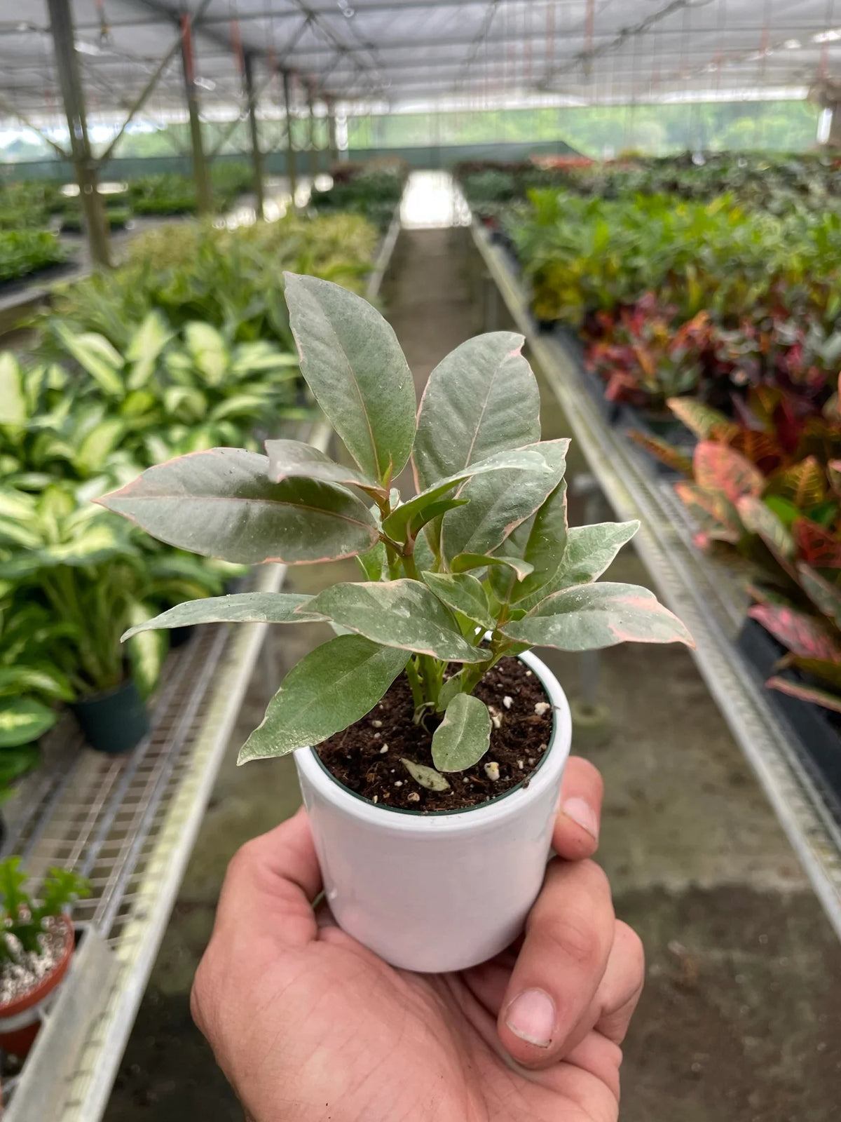Rubber Plant 'Tineke'