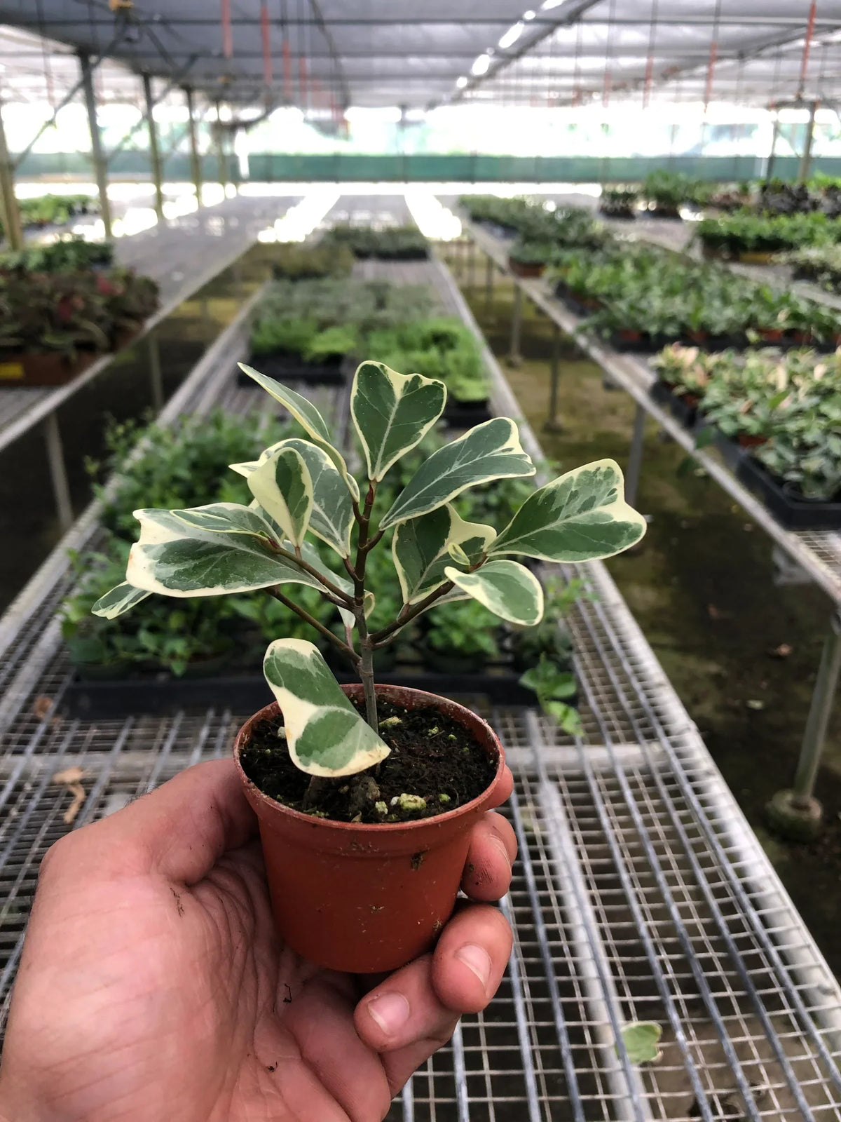 Natal Fig 'Sweetheart'