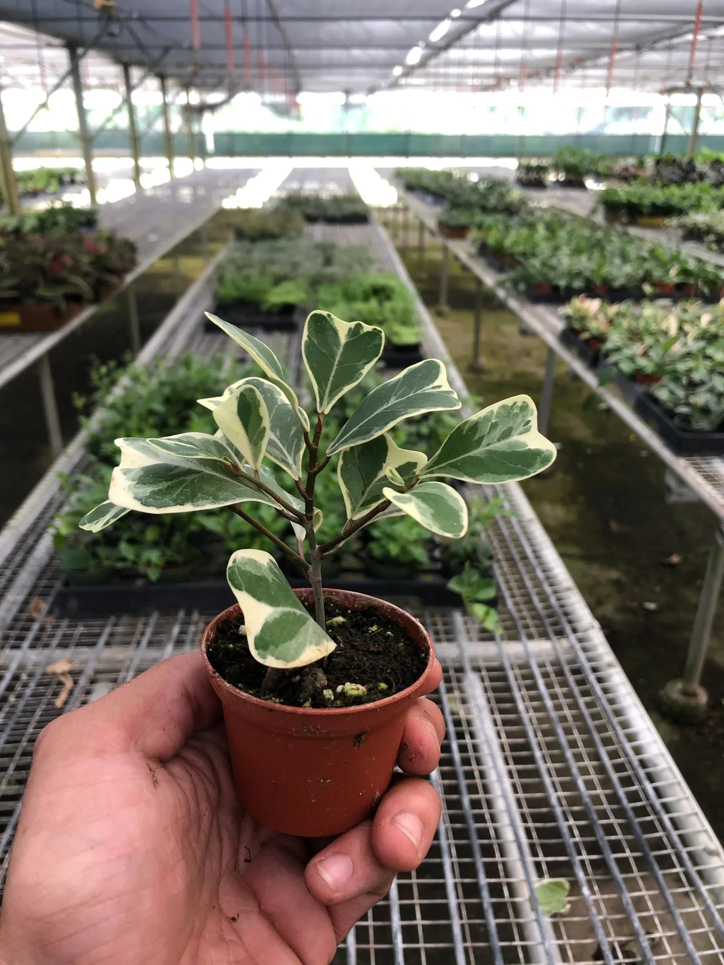 Natal Fig 'Sweetheart'