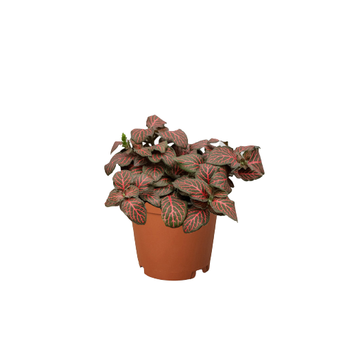 Red Nerve Plant