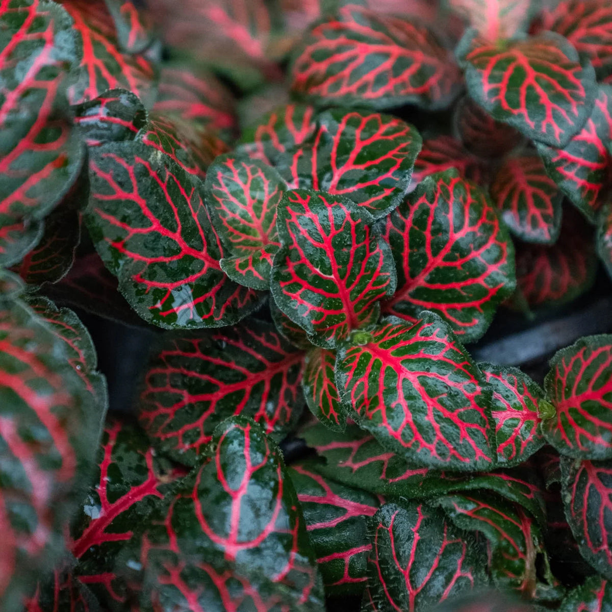 Red Nerve Plant