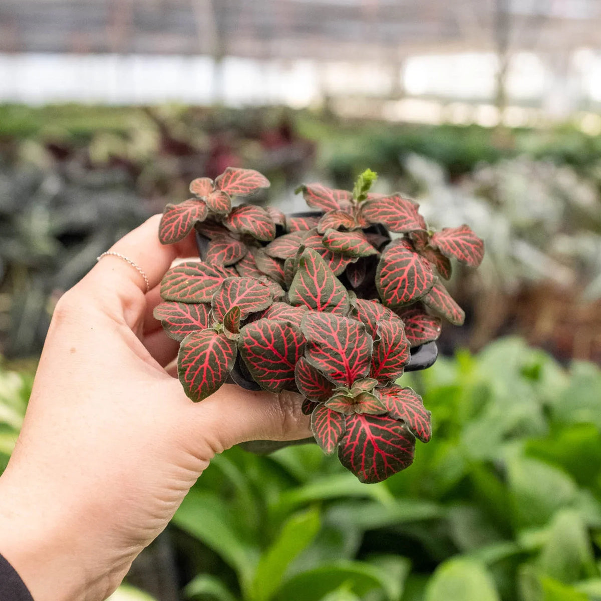 Red Nerve Plant