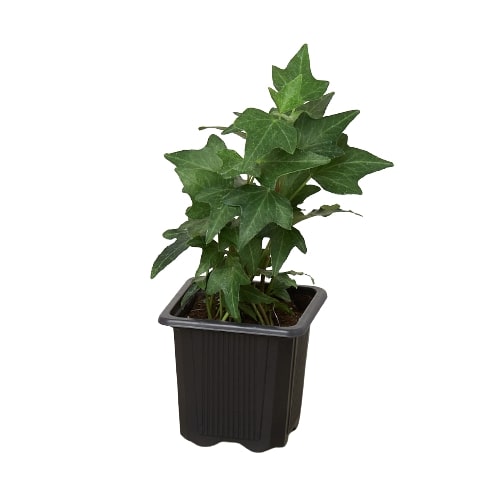 Ivy 'Green California'