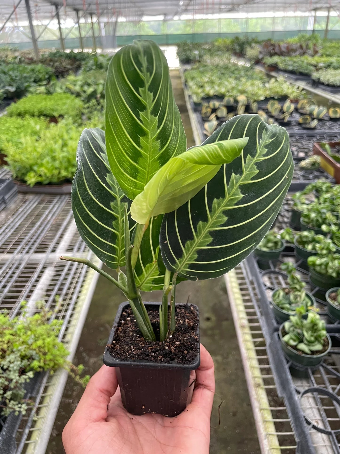Prayer plant 'Lemon Lime'