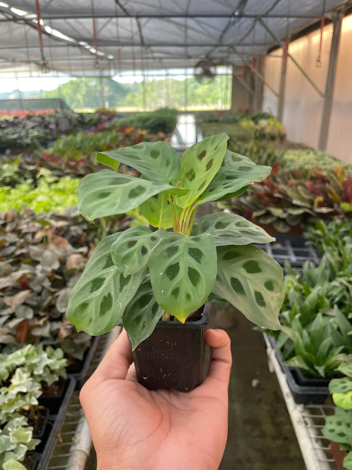 Prayer plant