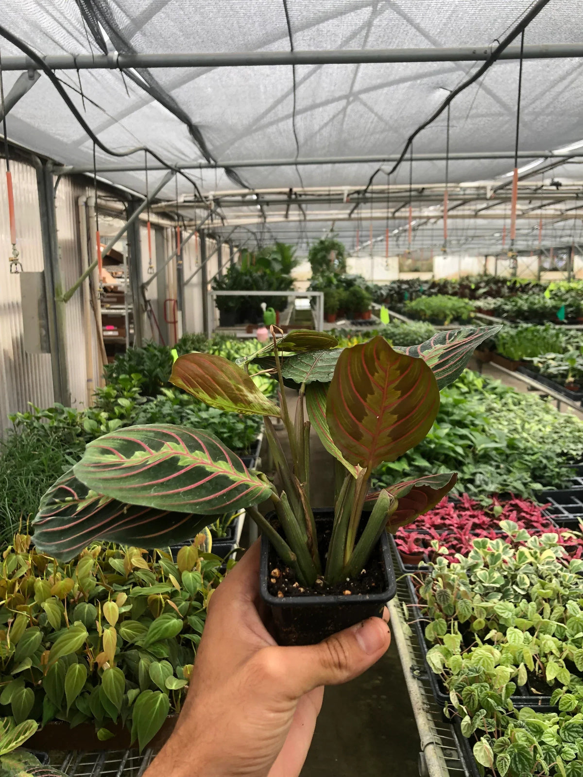 Prayer Plant 'Erythroneura'