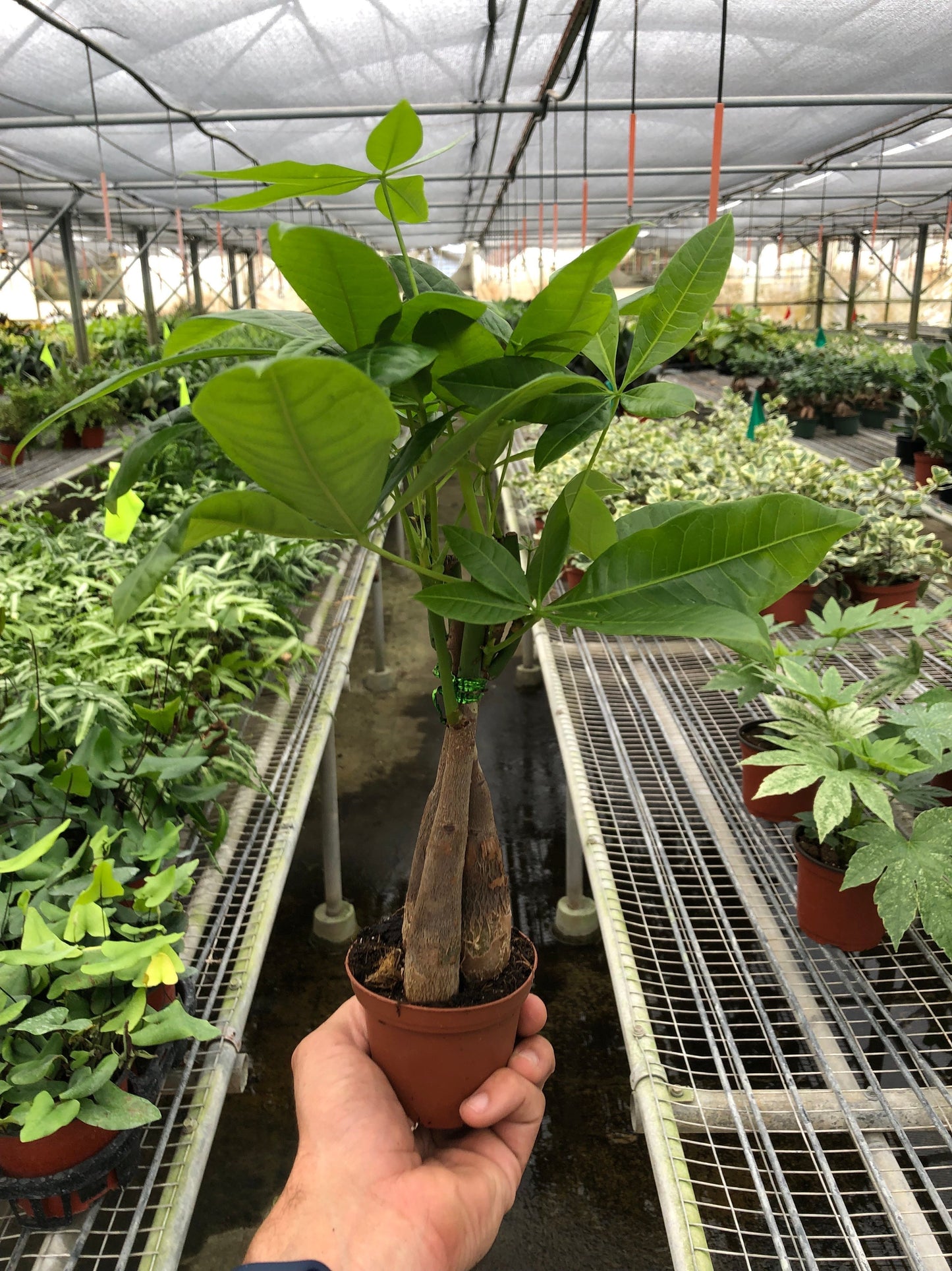 Braided Money Tree