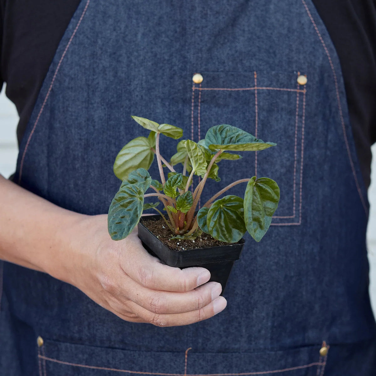 Wrinkled-leaves Peperomia 'Emerald Ripple'