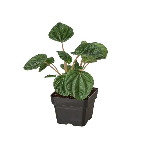 Wrinkled-leaves Peperomia 'Emerald Ripple'