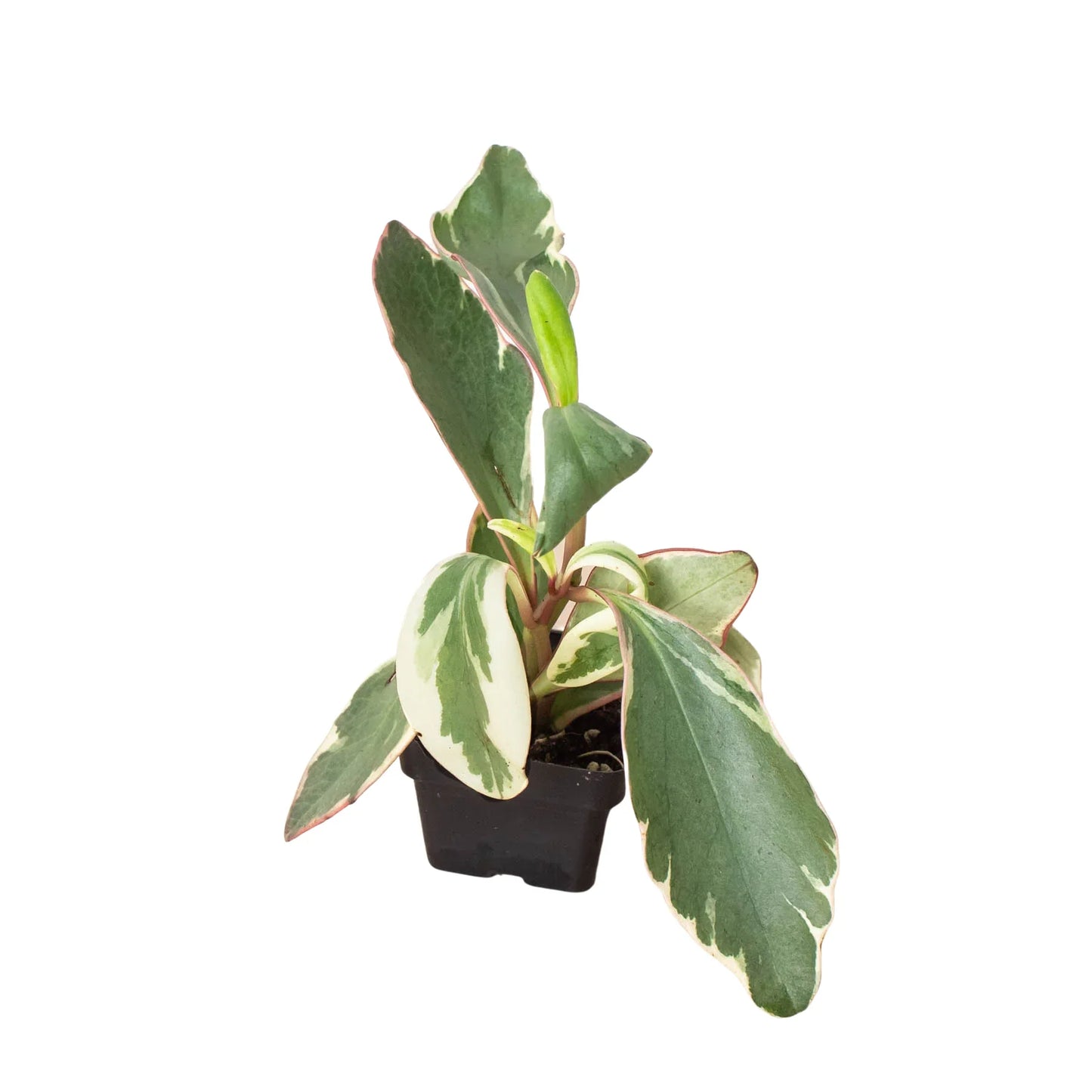 Peperomia 'Jellie'