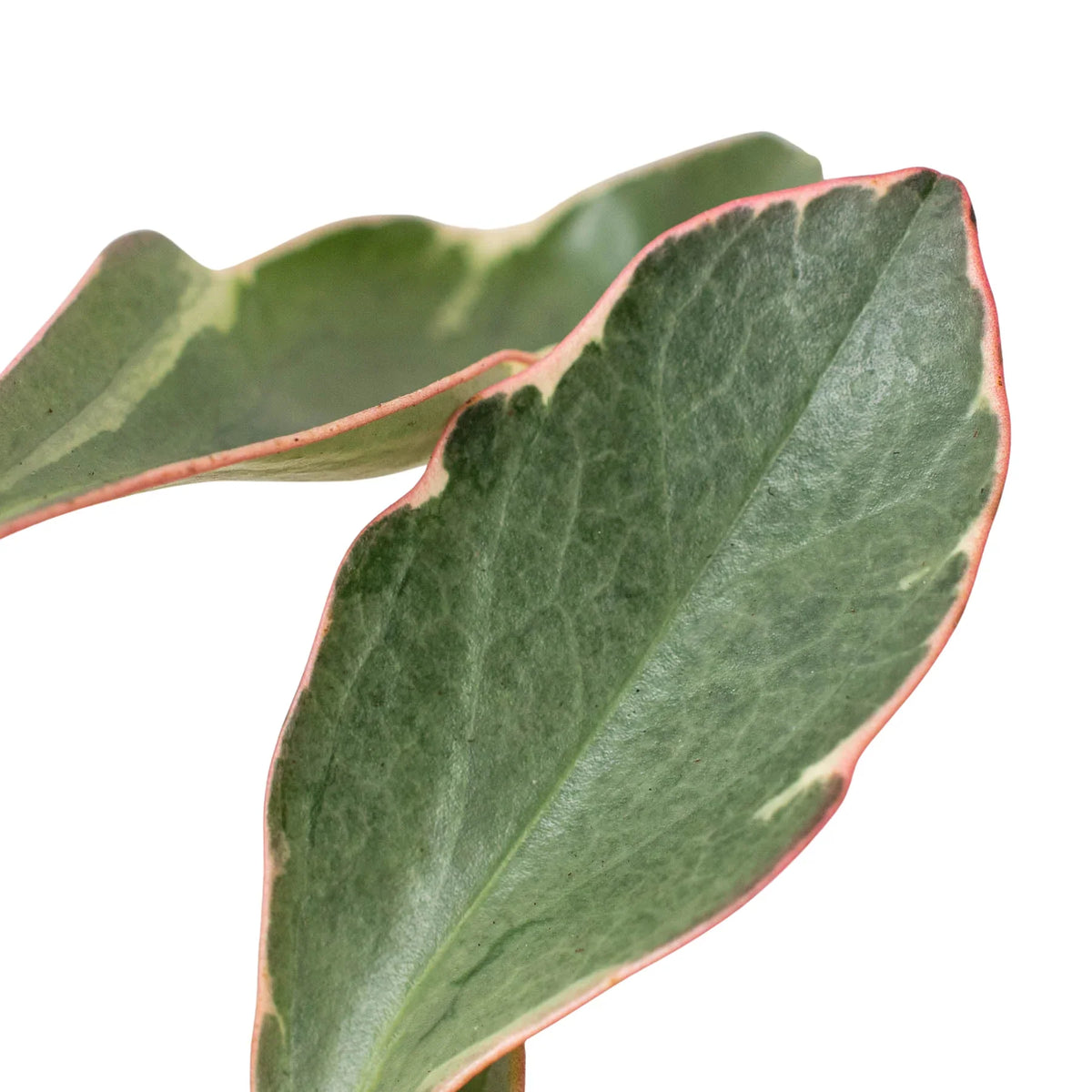 Peperomia 'Jellie'