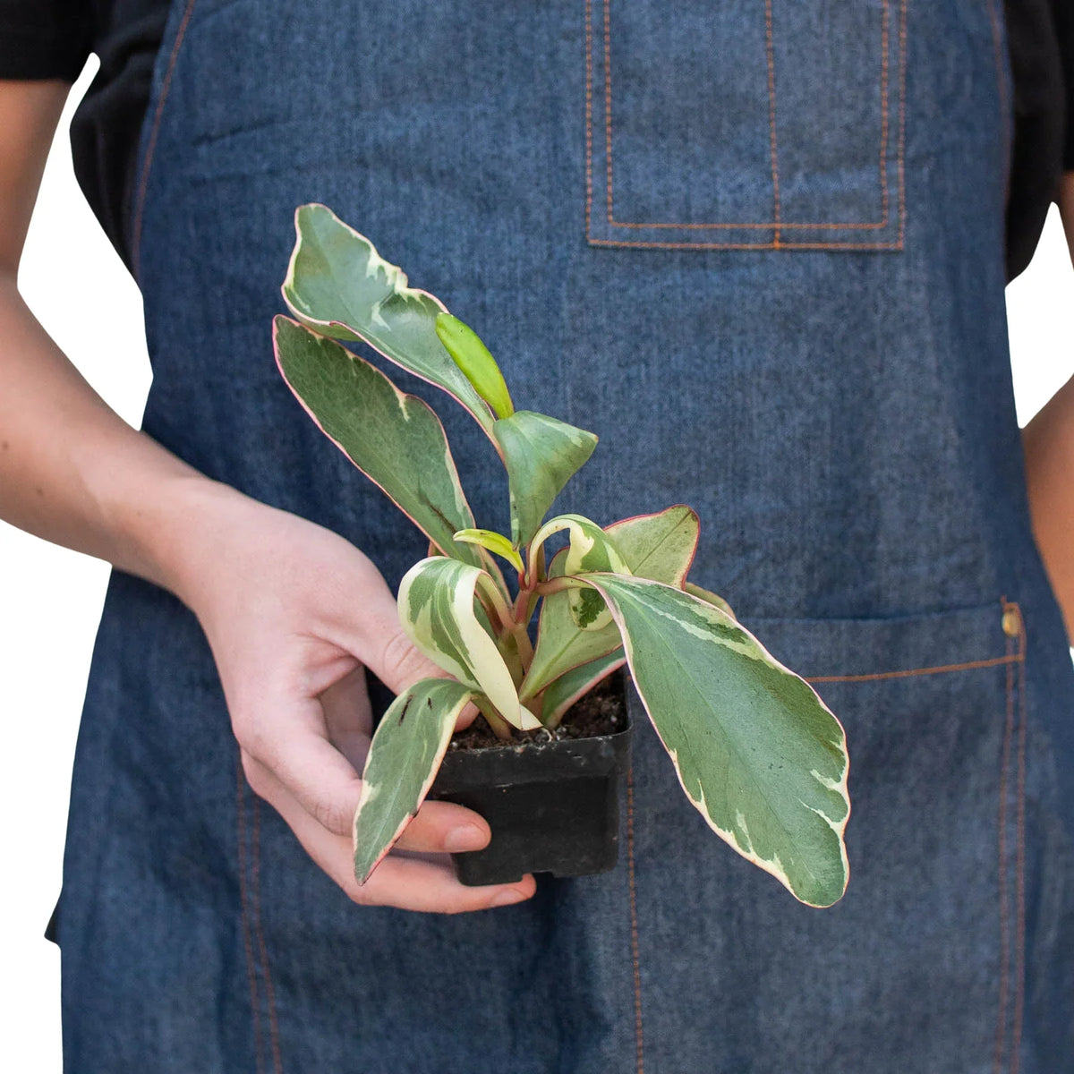 Peperomia 'Jellie'