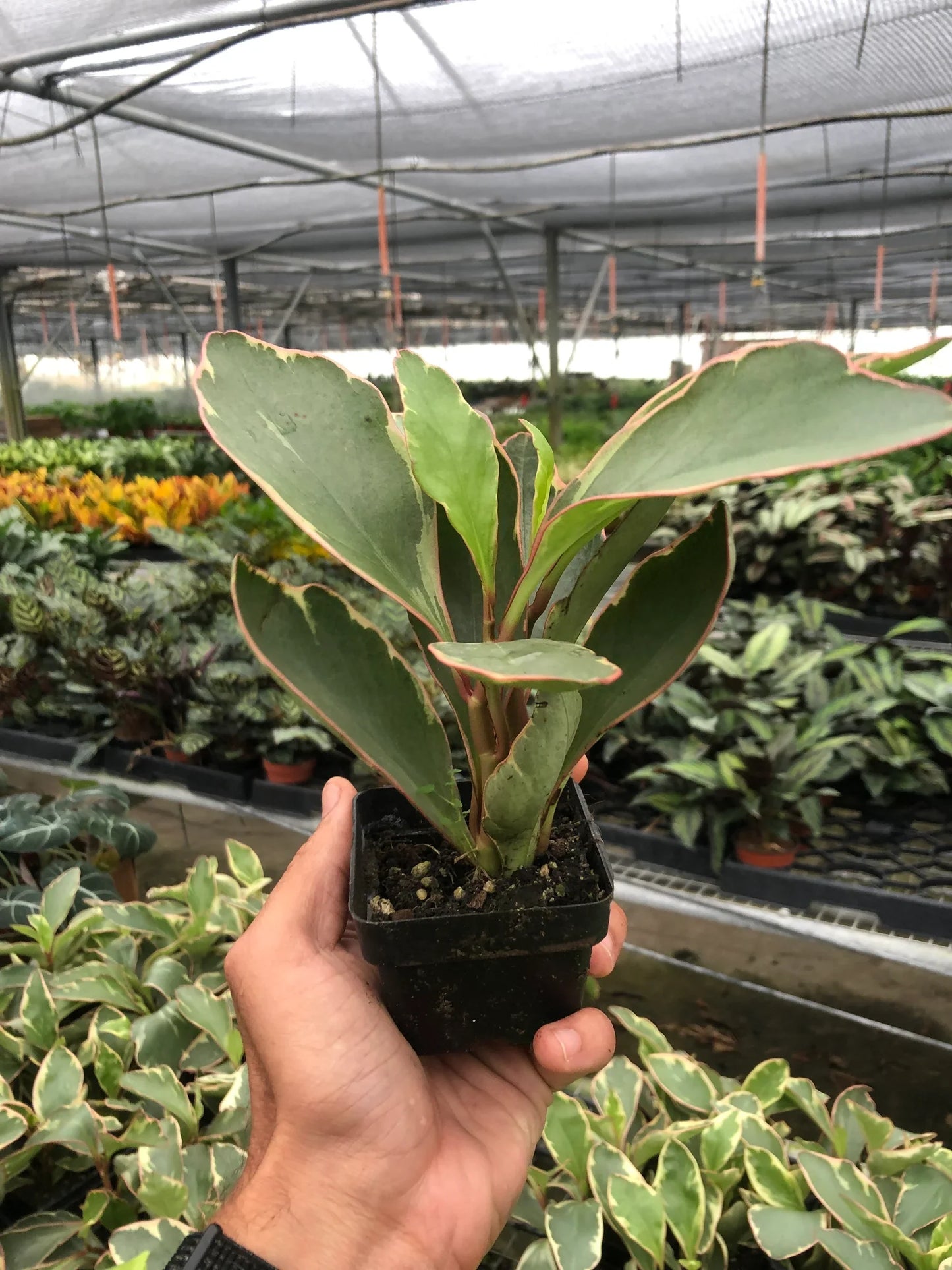 Peperomia 'Jellie'