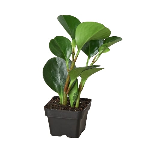 Peperomia 'Thailand