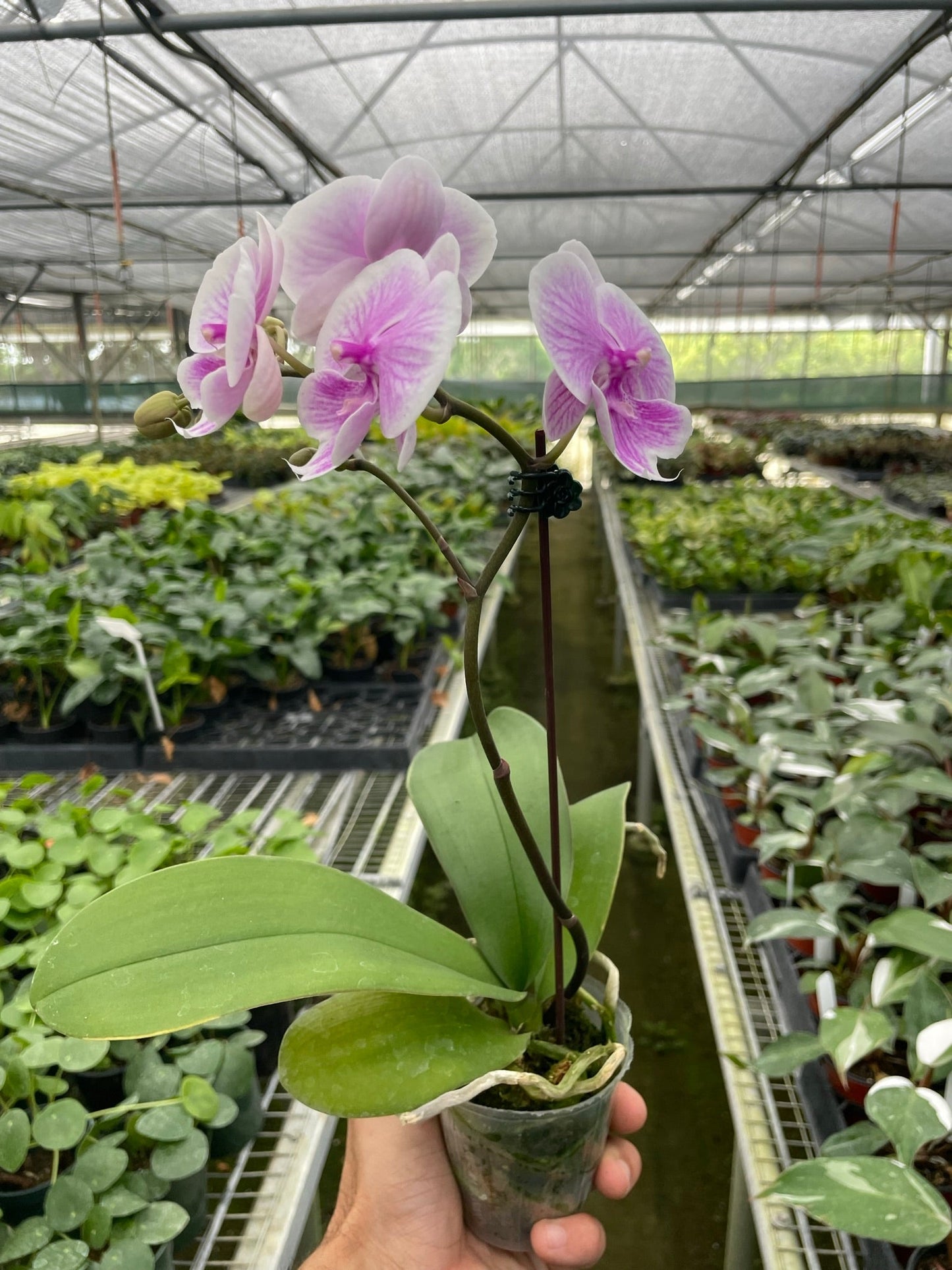 Light Pink Orchid