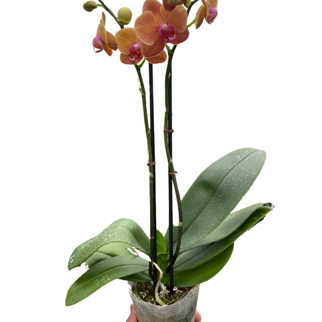 Orange Orchid