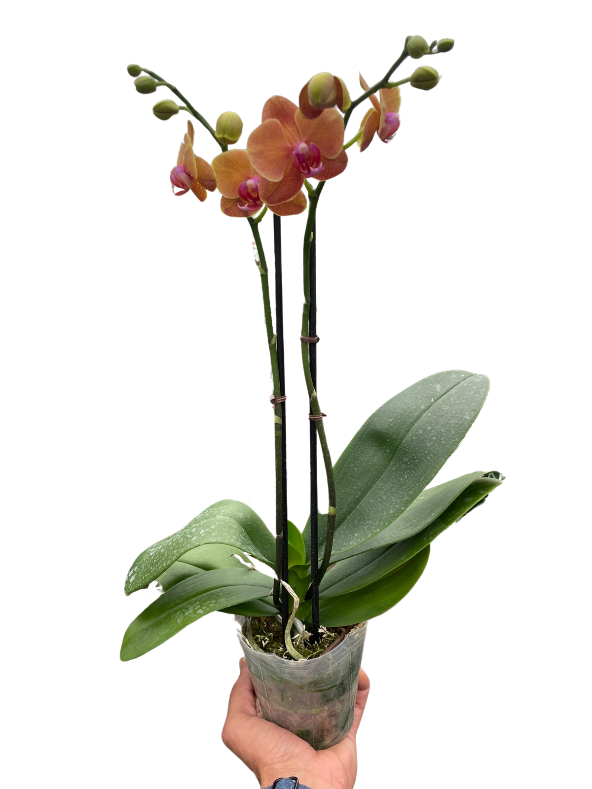 Orange Orchid