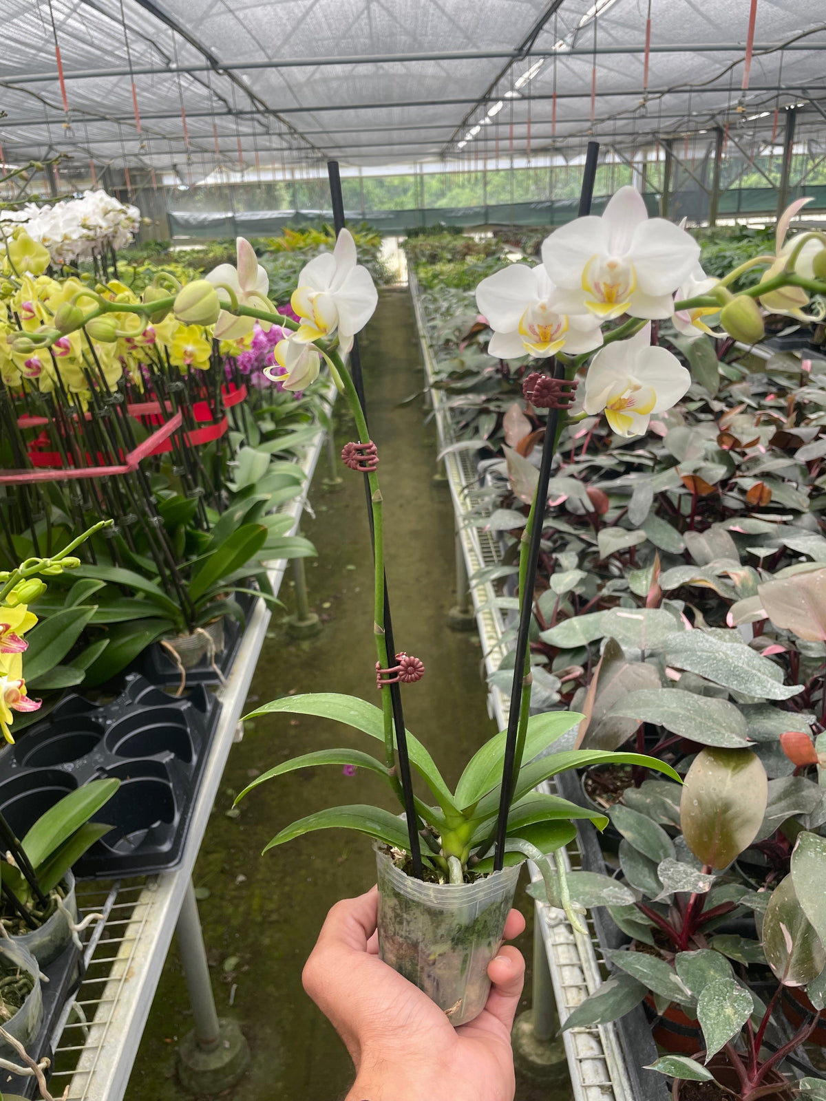 Orchid White