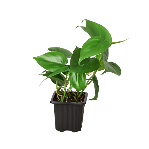 Heart Leaf Philodendron