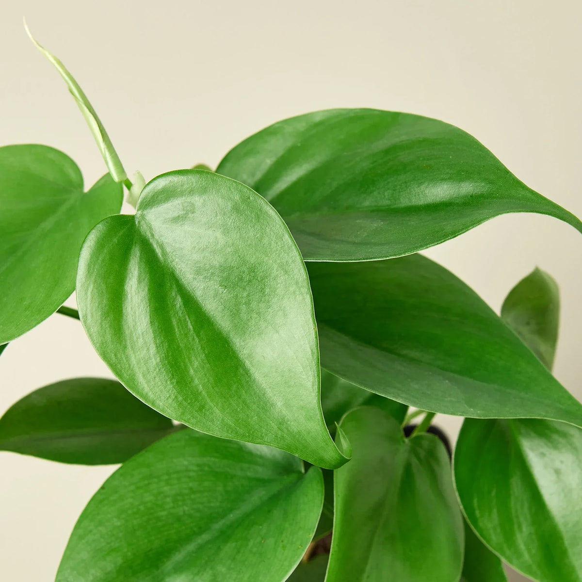 Heart Leaf Philodendron