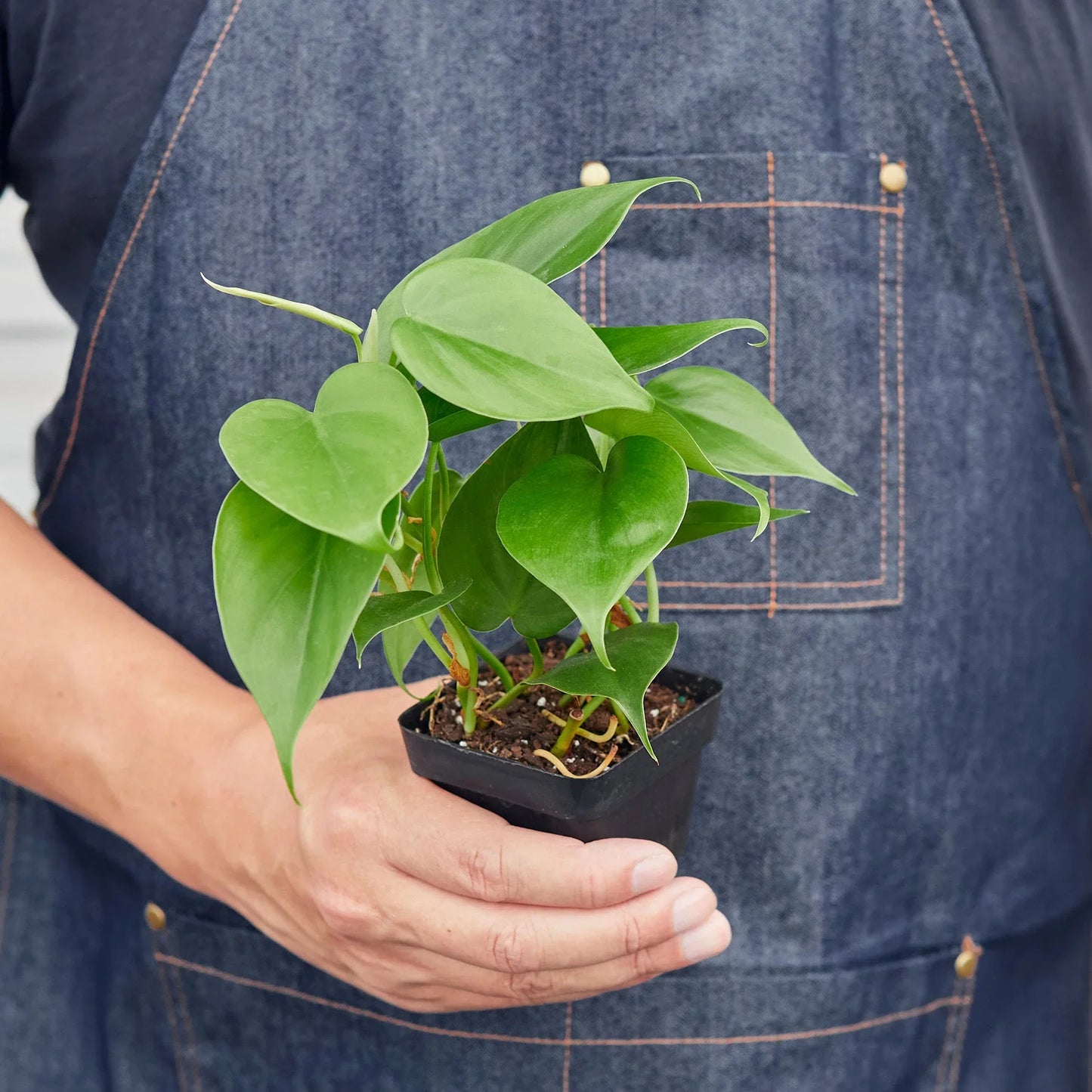 Heart Leaf Philodendron