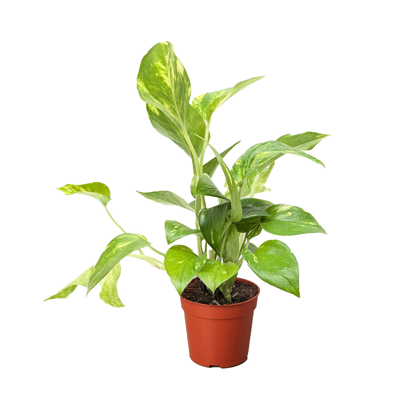 Golden Pothos