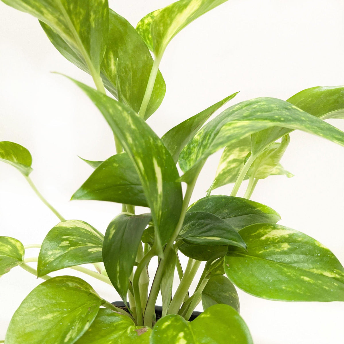 Golden Pothos