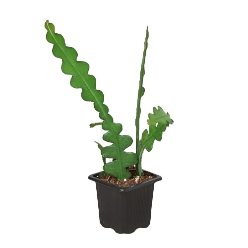 Fishbone cactus