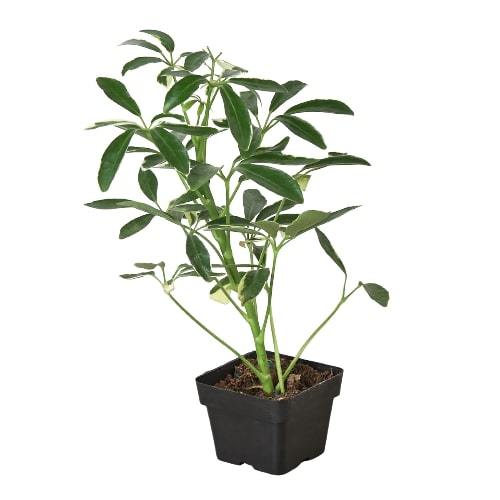 Umbrella Tree 'Moondrop'