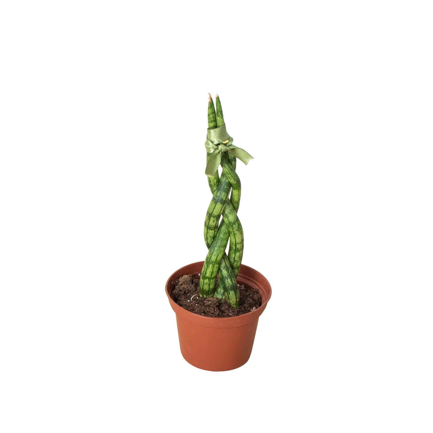 Braided Snake Plant