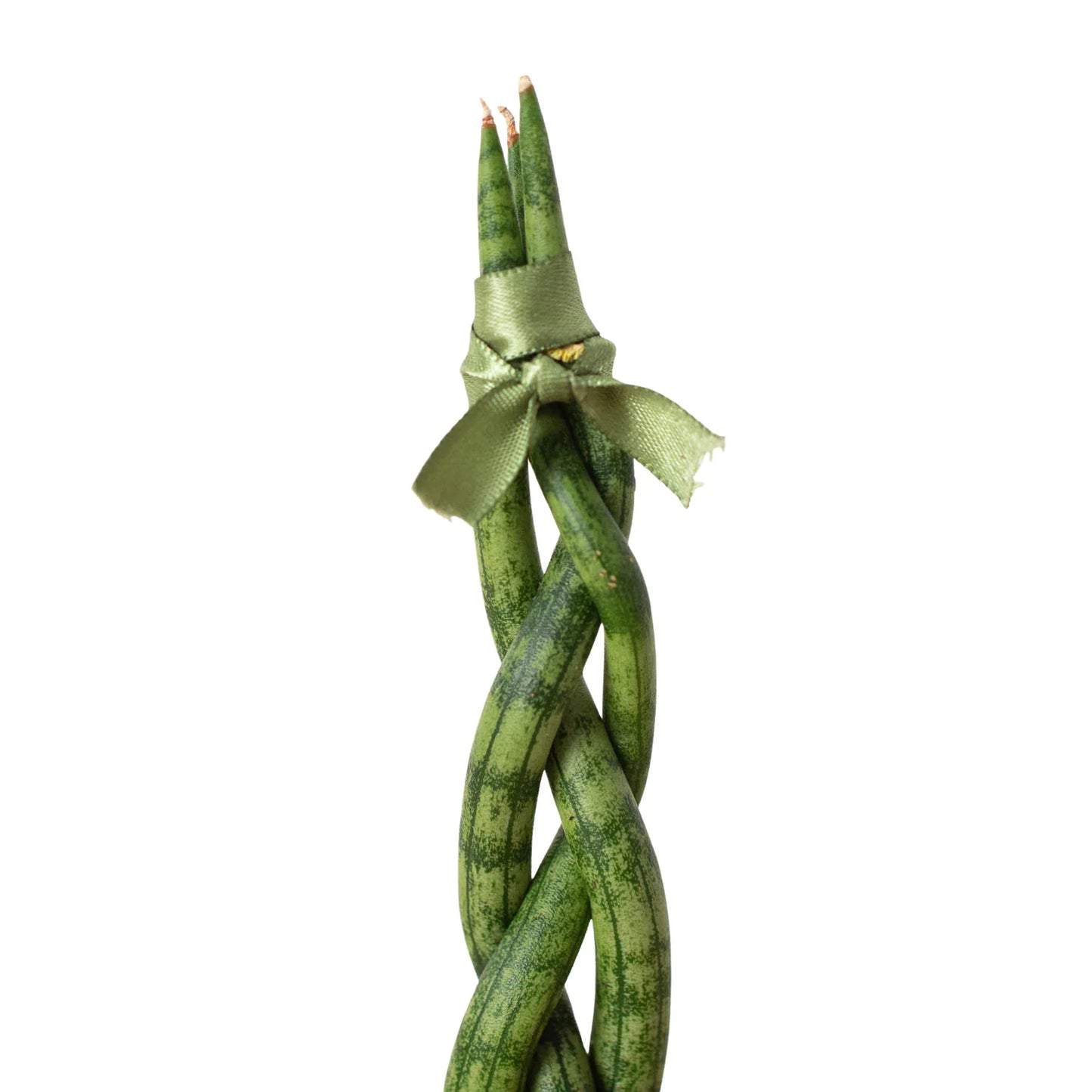 Braided Snake Plant