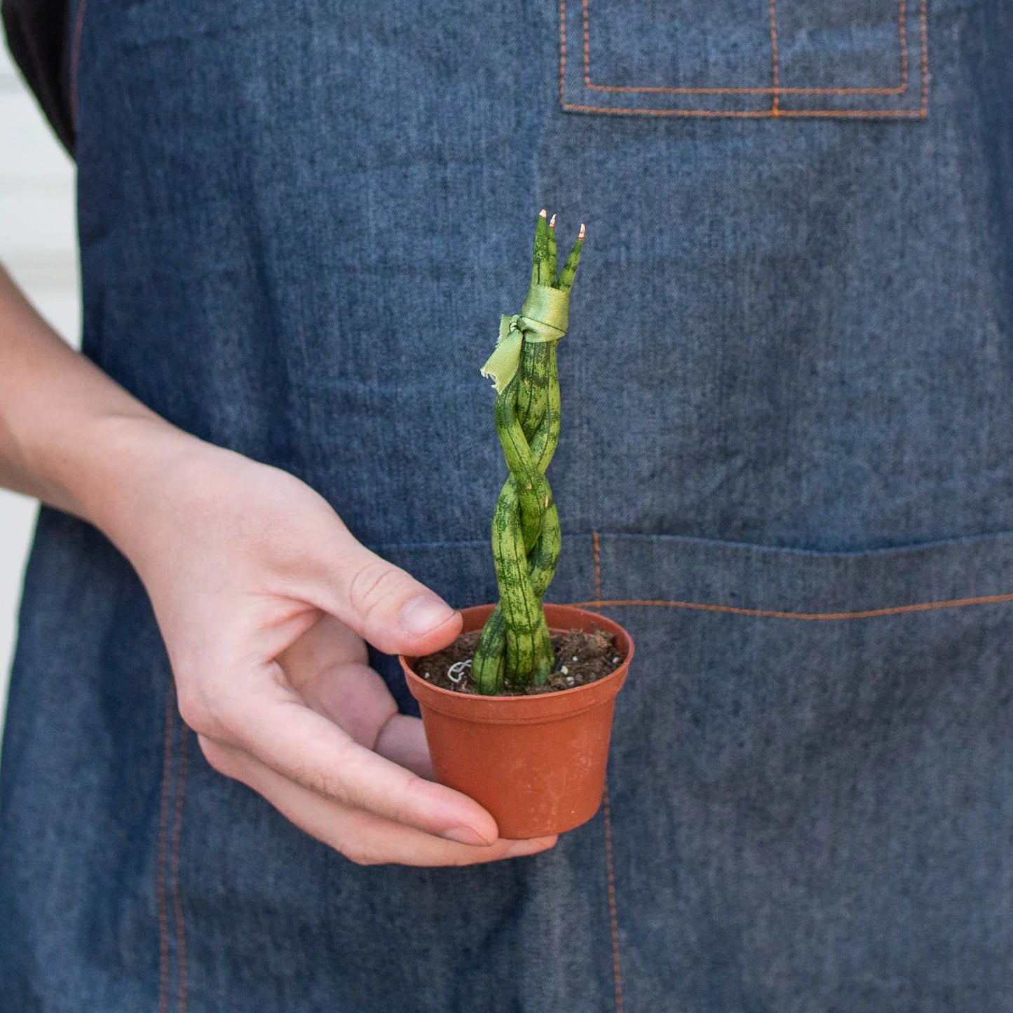 Braided Snake Plant