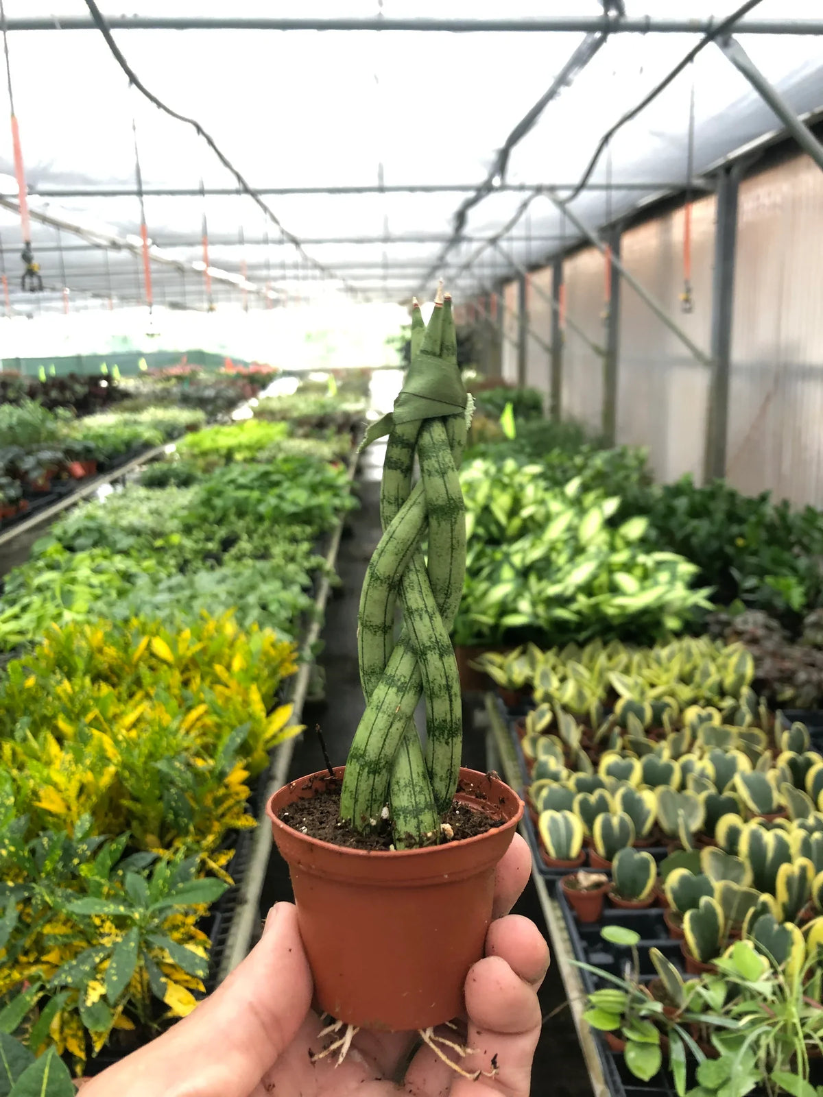 Braided Snake Plant