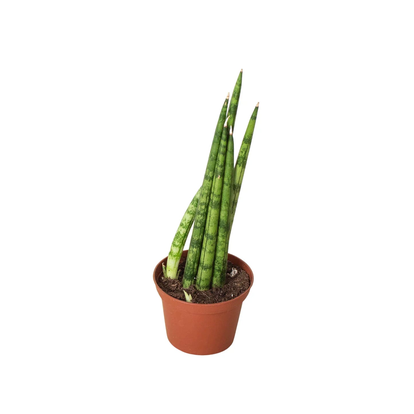 Cylinder Snake Plant