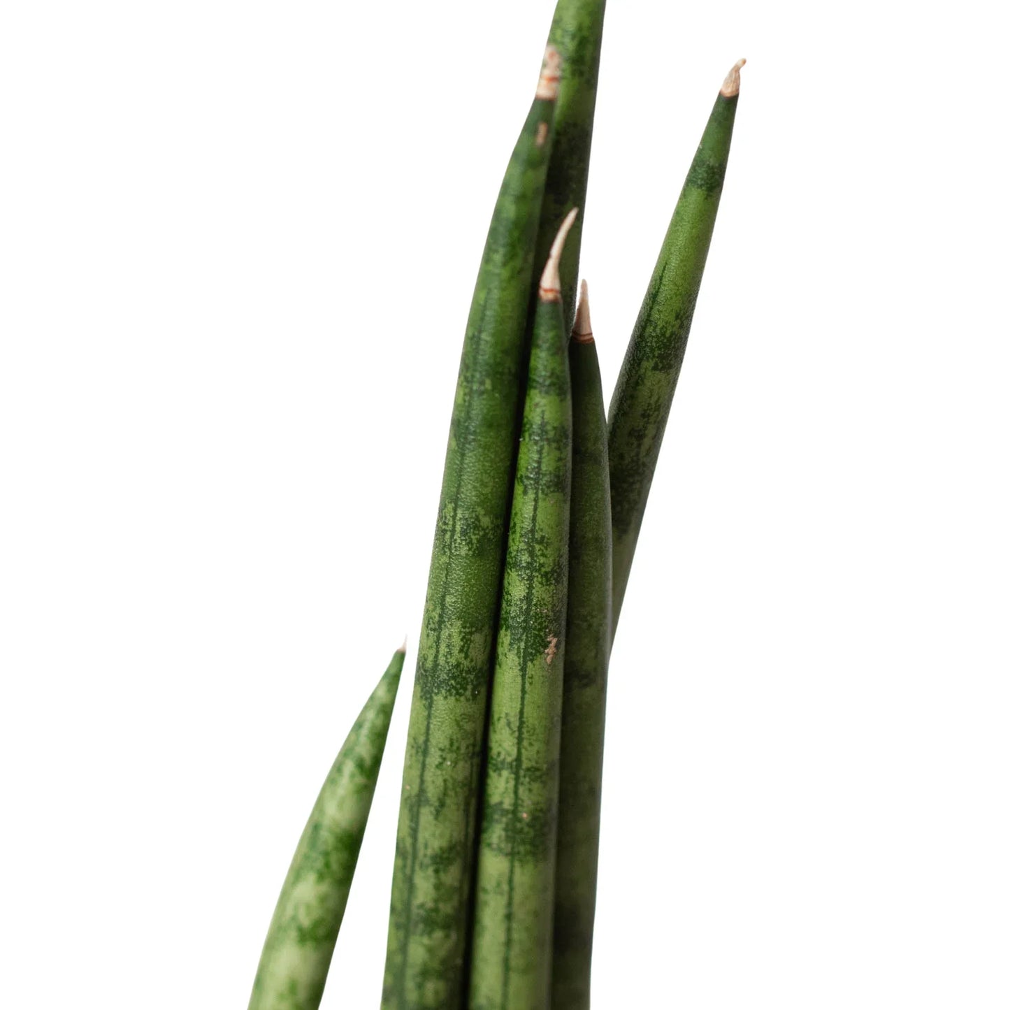Cylinder Snake Plant