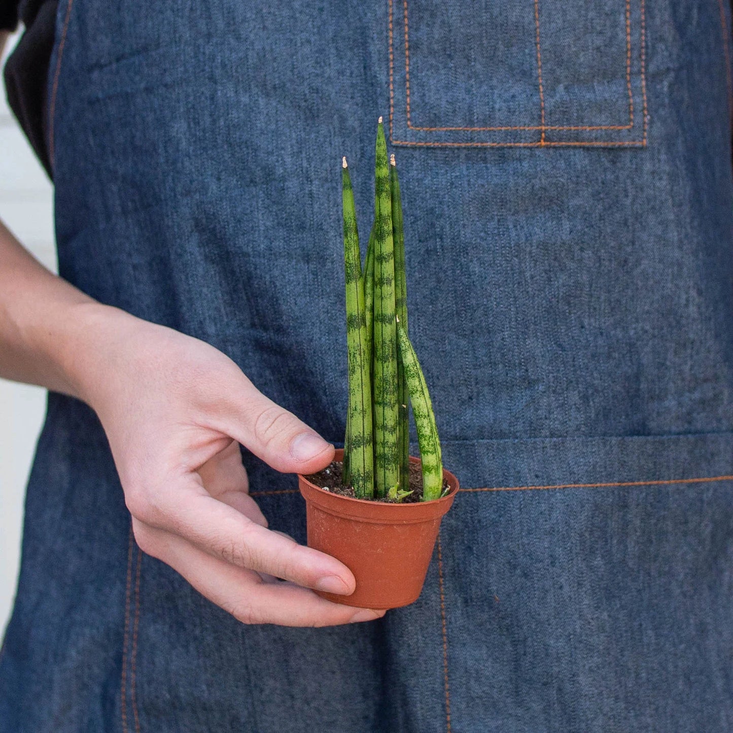 Cylinder Snake Plant