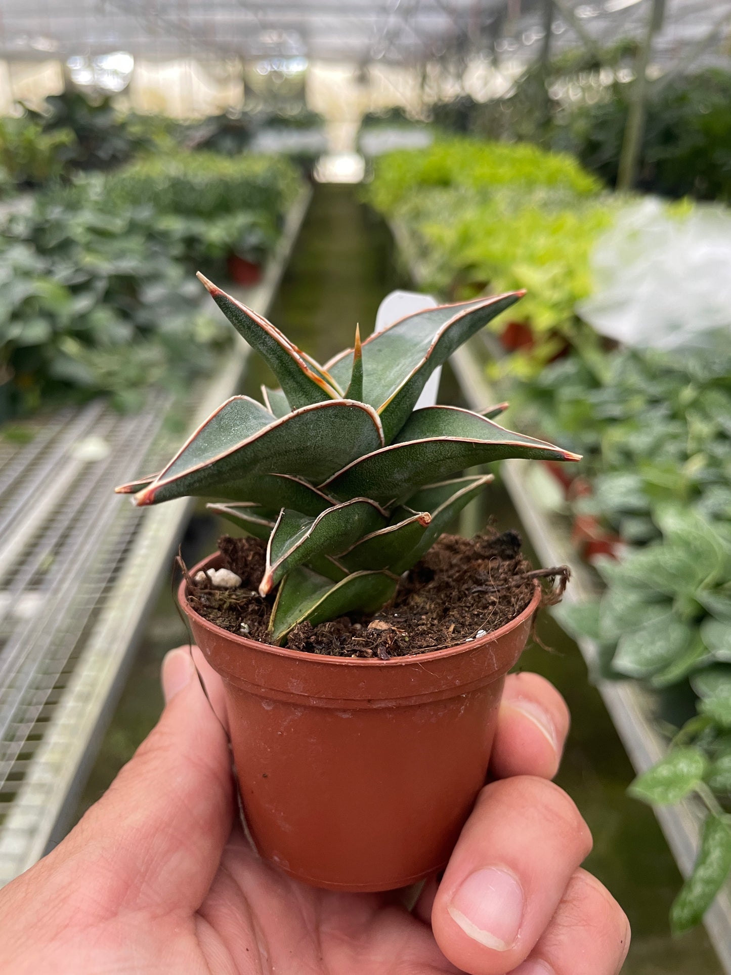 Samurai dwarf 'Lavranos'