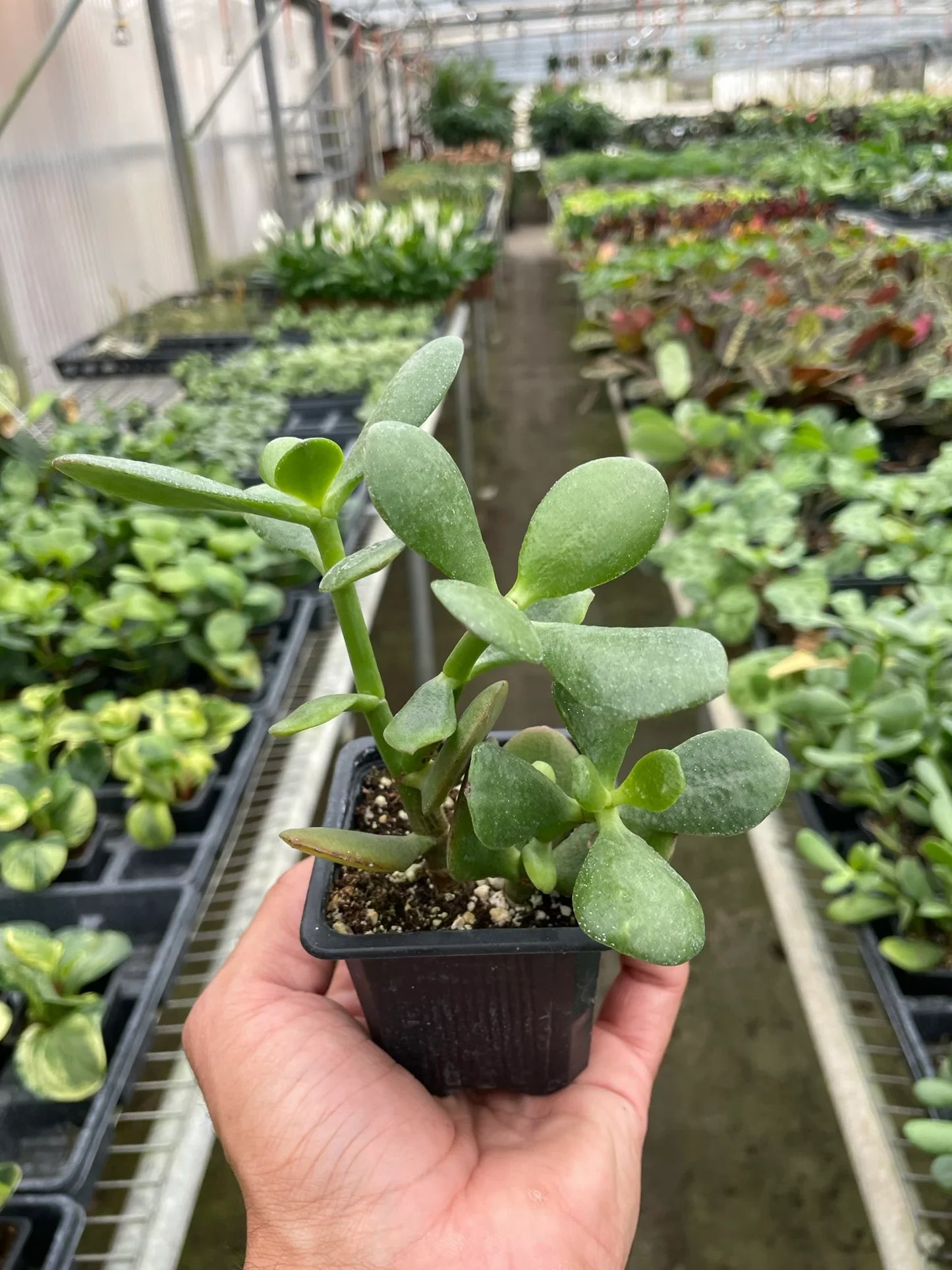 Jade Plant