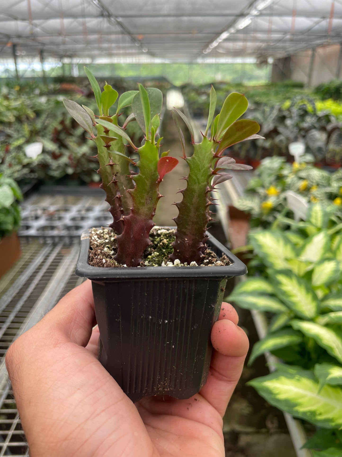 African Milk Tree 'Rubra'