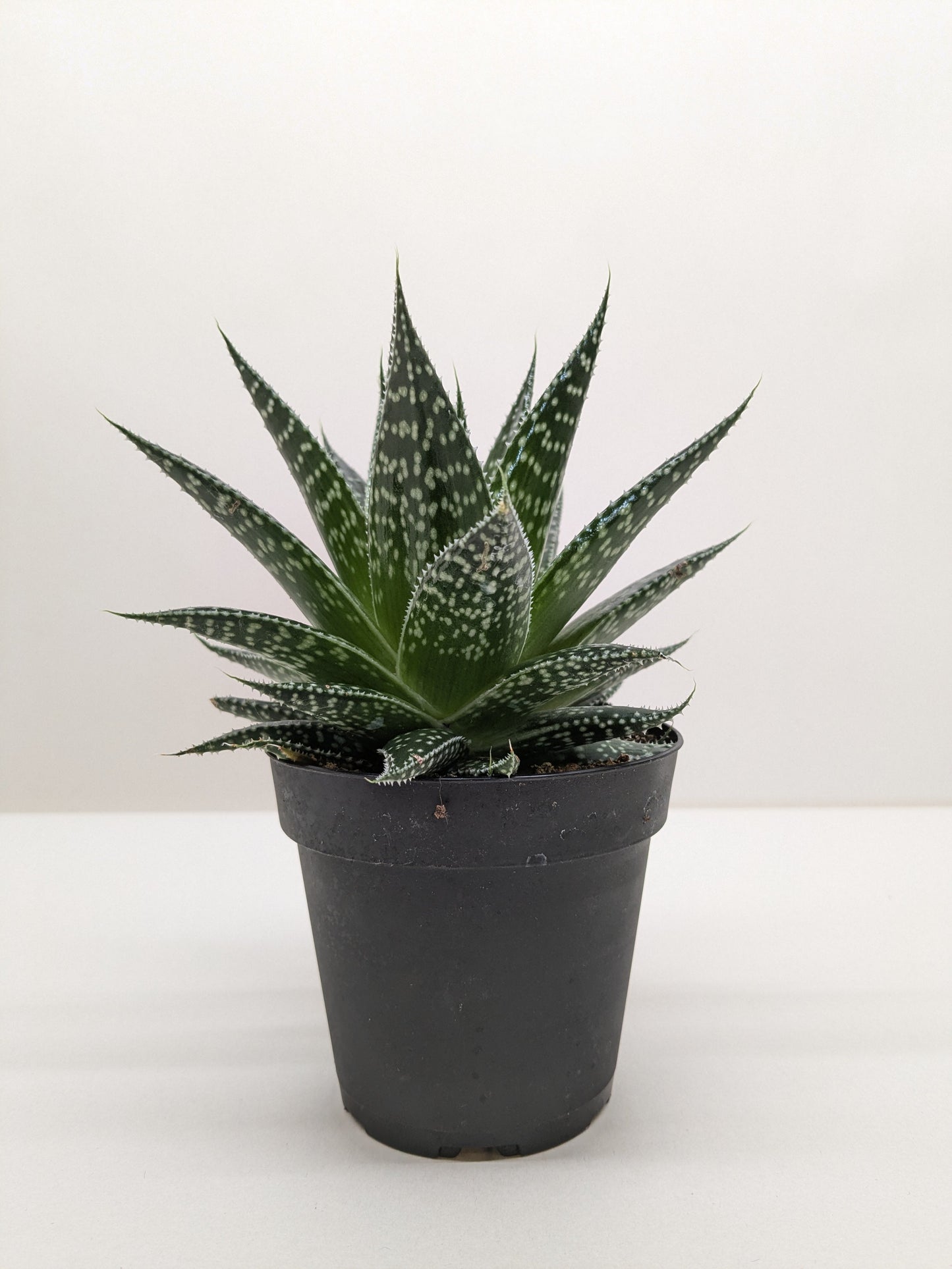 Gasteraloe